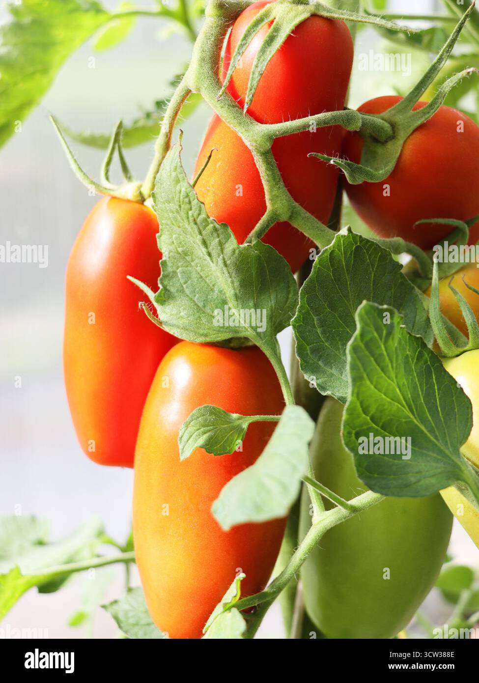 Tomates San Marzano rouges sur plante en serre Banque D'Images