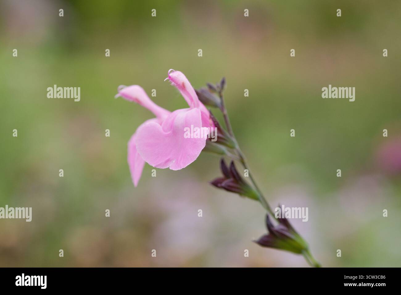 Sauge rose délicate avec des fleurs à deux lèvres fleurissant tout l'été. Aimé pour son parfum et pour attirer les abeilles et les papillons. Banque D'Images