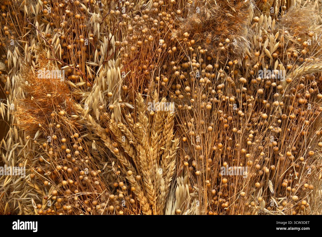 Composition à plat de blé, lin, avoine, épis de seigle et fleurs de roseau. Plantes séchées et textures naturelles disposées dans un style rustique et organique. Vue de dessus Banque D'Images
