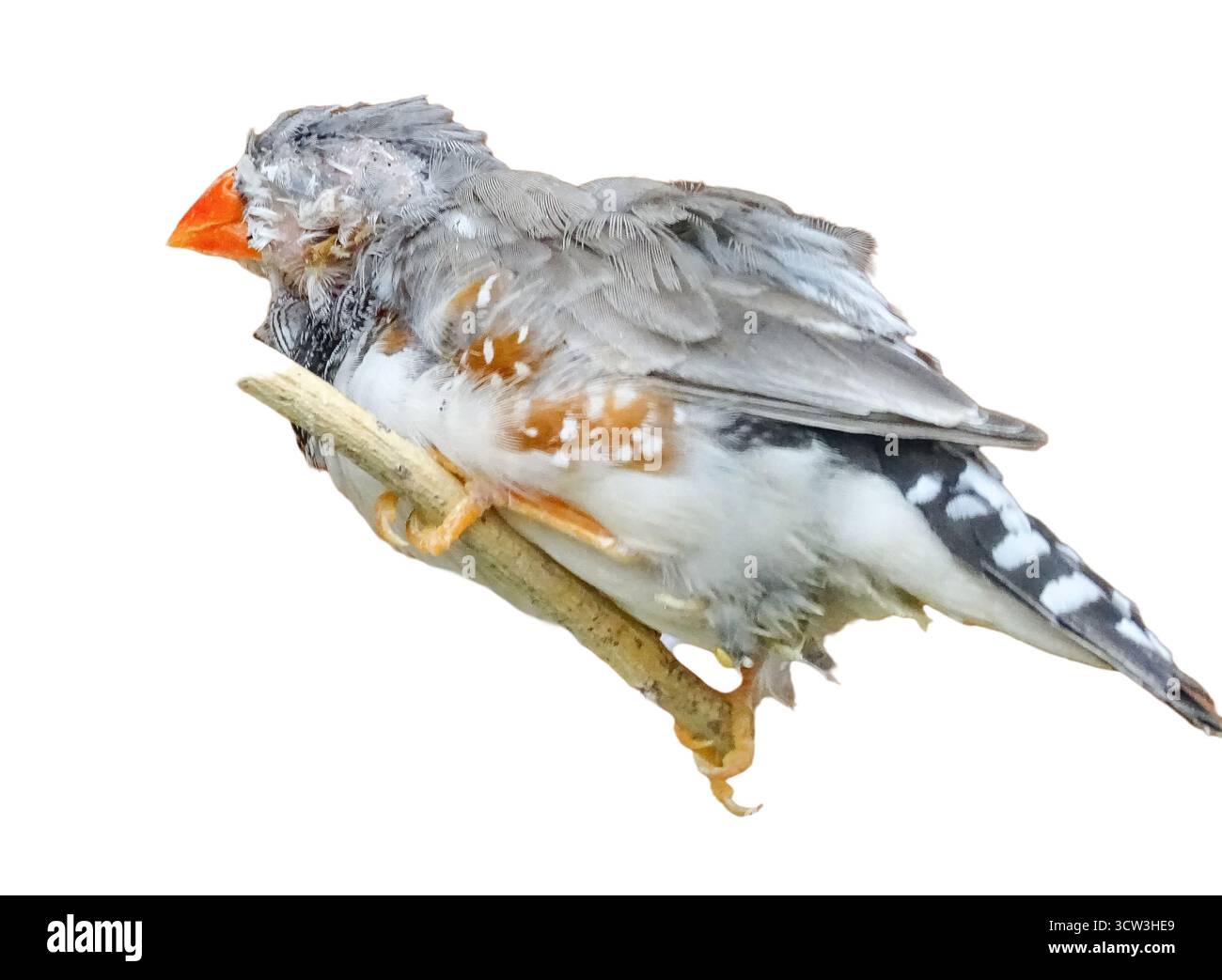 Oiseau zèbre Finch isolé sur blanc. Poephila guttata Banque D'Images