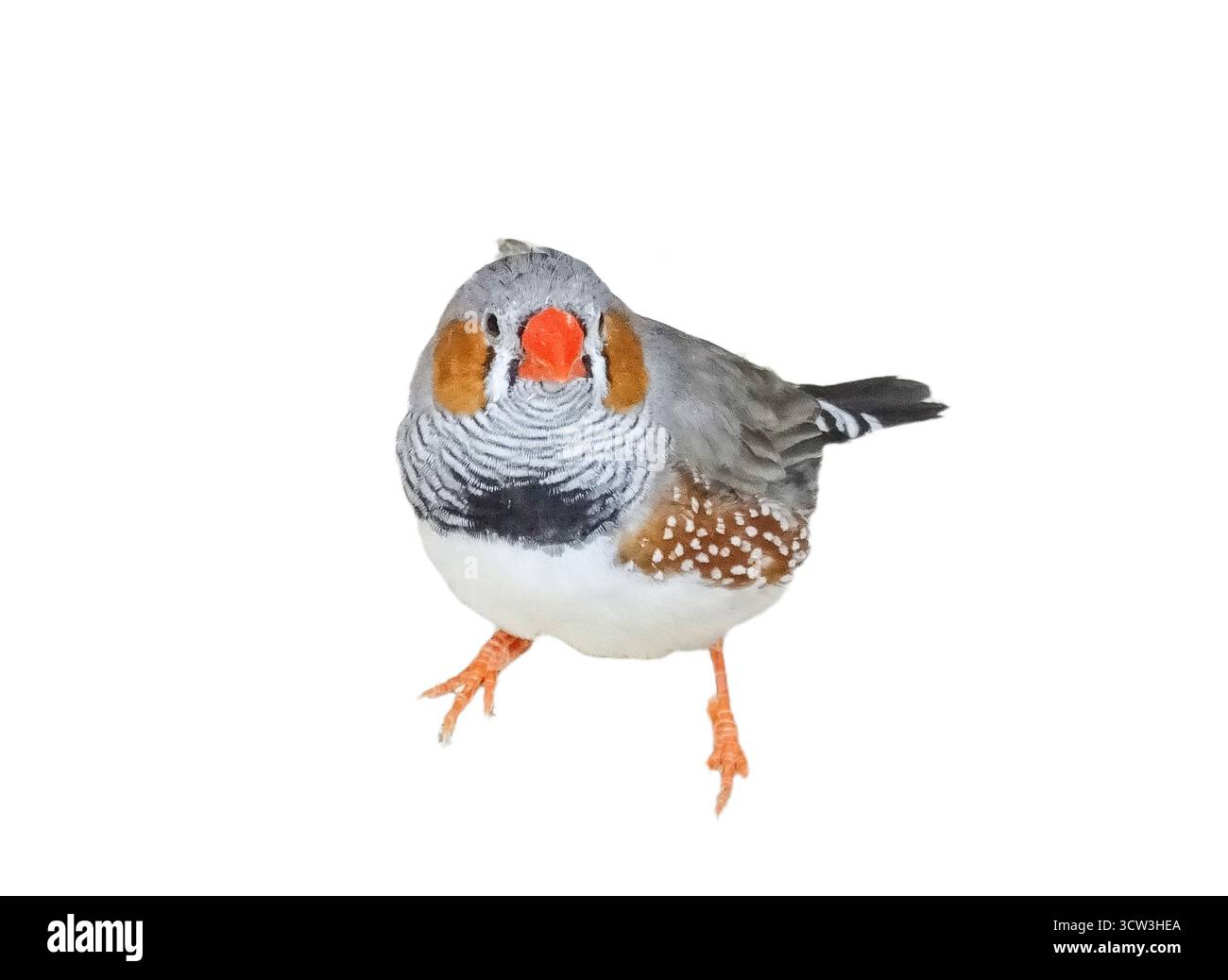 Oiseau zèbre Finch isolé sur blanc. Poephila guttata Banque D'Images