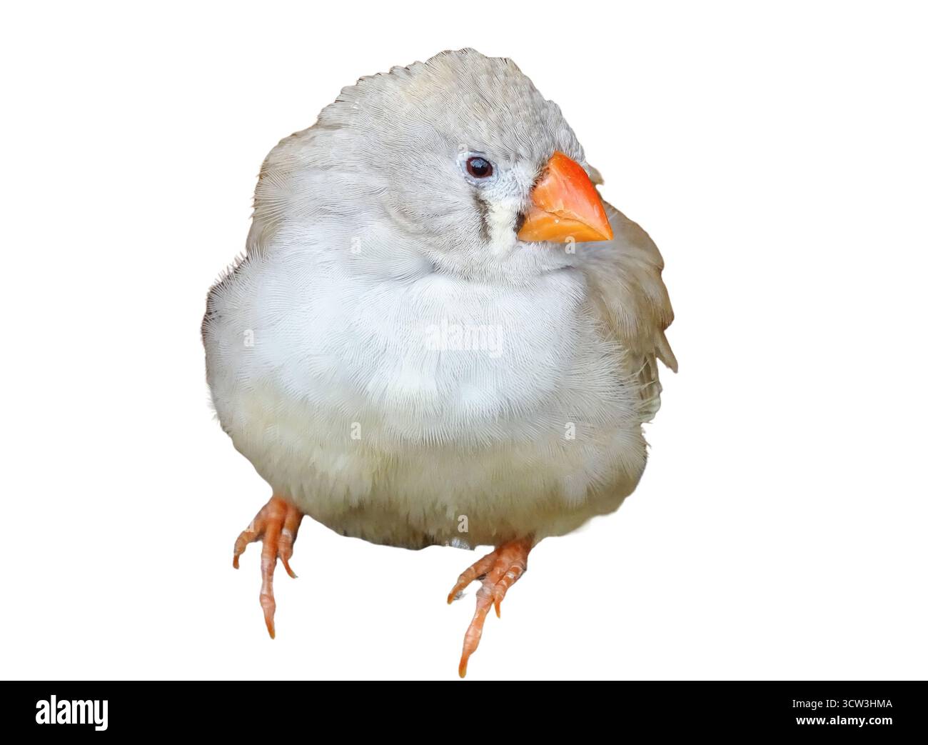Oiseau zèbre Finch isolé sur blanc. Poephila guttata Banque D'Images