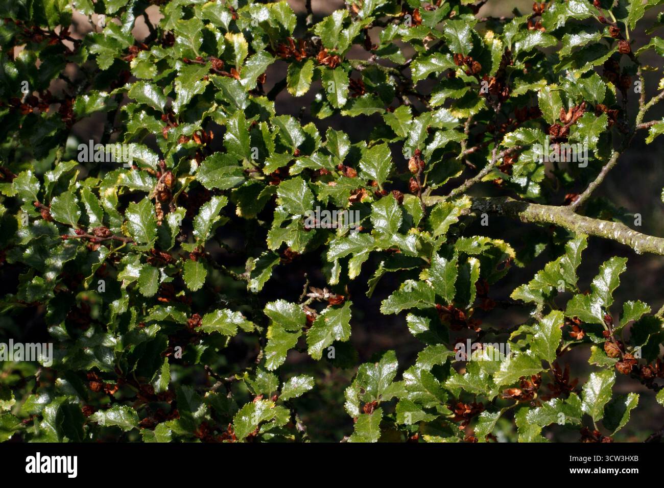 Nothofagus antarctica. Hêtre antarctique Banque D'Images