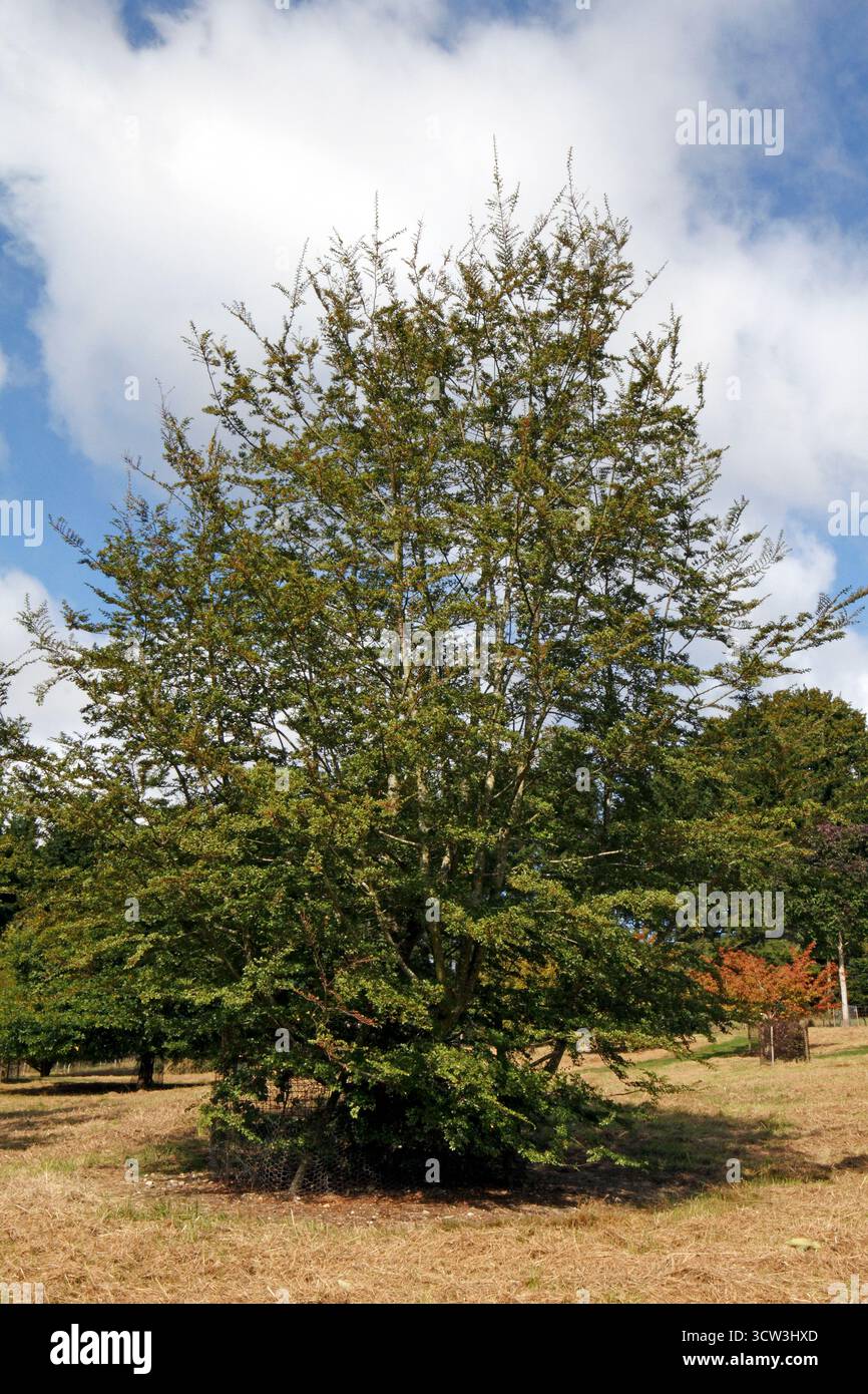 Nothofagus antarctica. Hêtre antarctique Banque D'Images