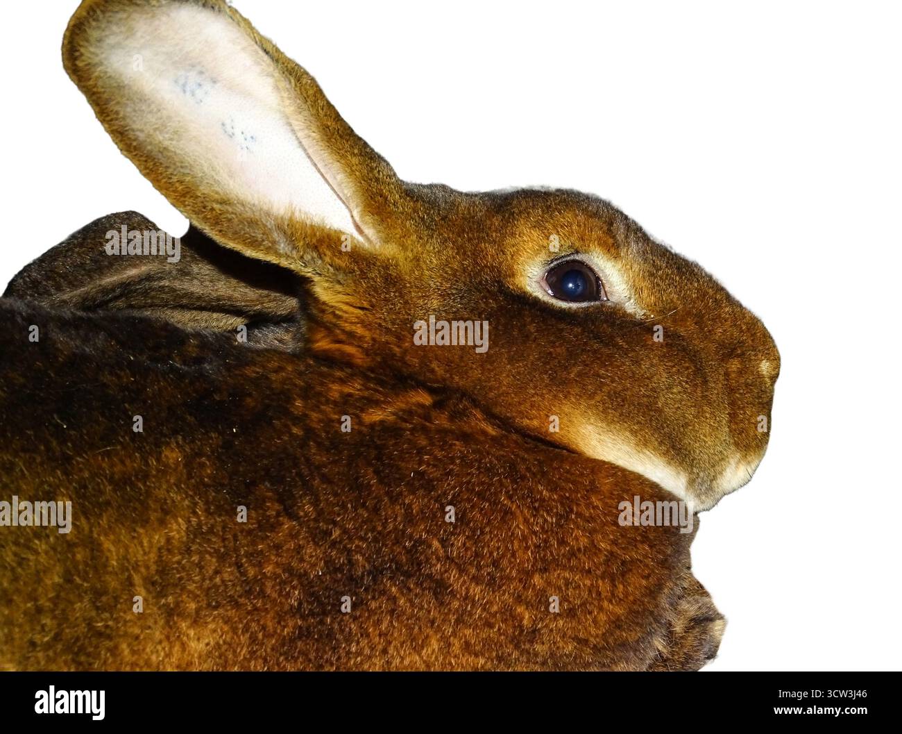 Lapin Castor Rex brun isolé sur blanc Banque D'Images