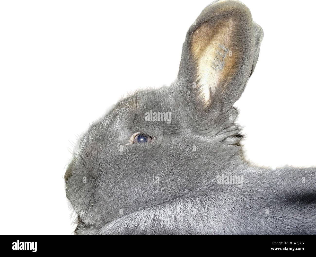 Lapin bleu Vienne isolé sur blanc Banque D'Images