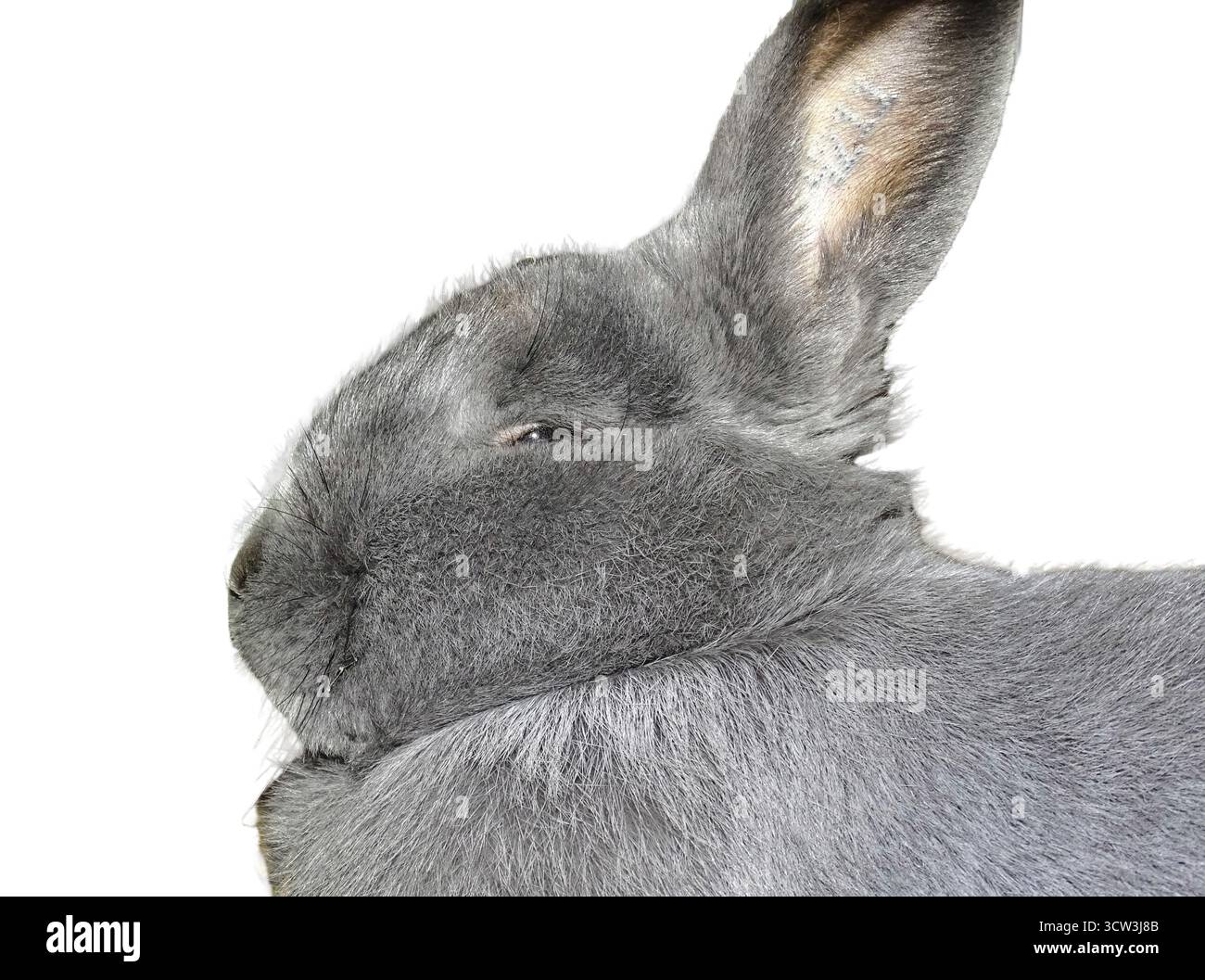 Lapin bleu Vienne isolé sur blanc Banque D'Images