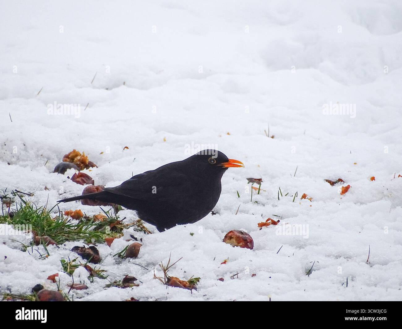 Blackbird dans la neige en Roumanie. Turdus merula Banque D'Images