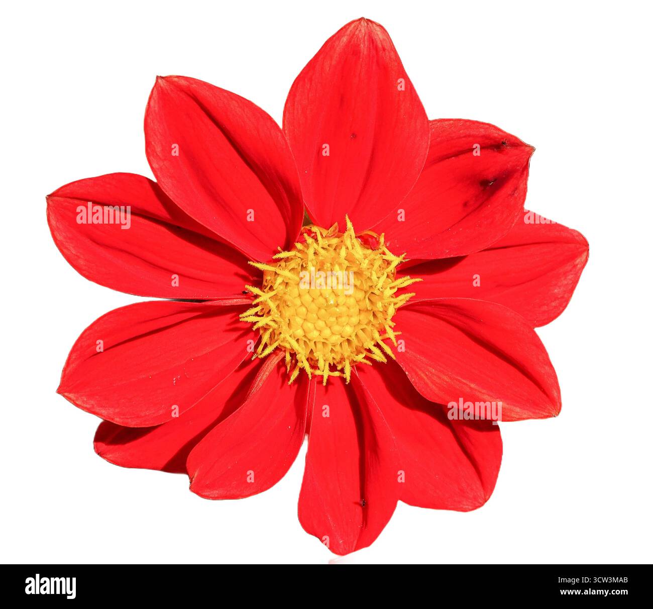Fleur de dahlia rouge isolée sur blanc. Dahlia coccinea Banque D'Images
