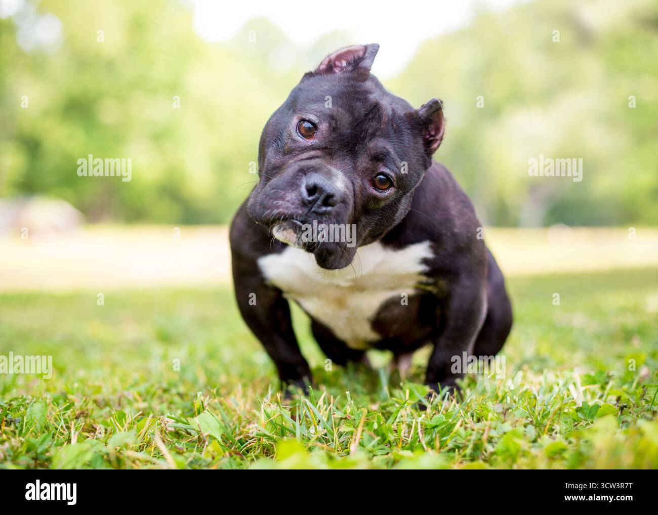 Chien tyrannique américain court et musclé, aux oreilles coupées, debout à l'extérieur Banque D'Images