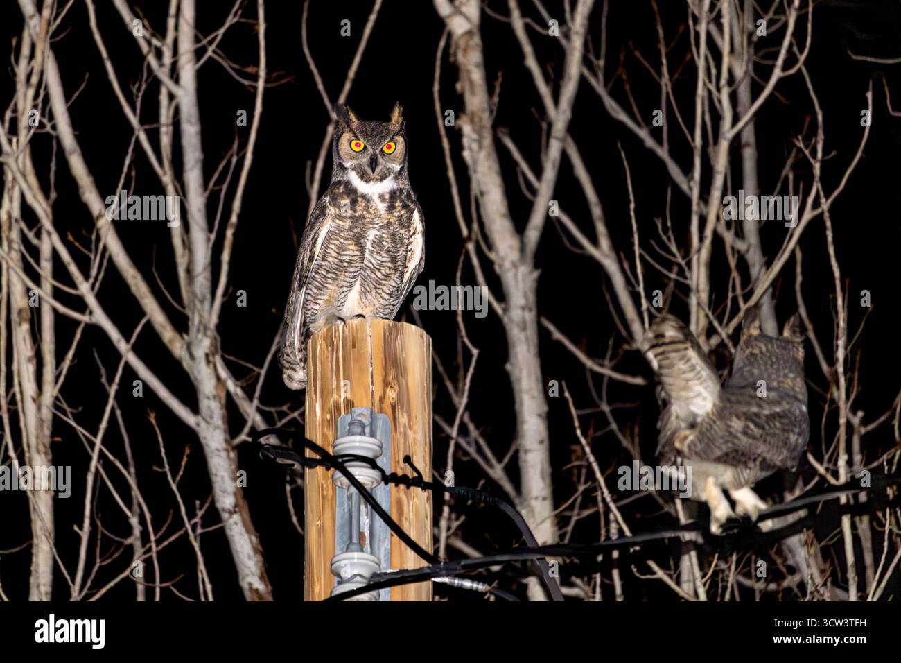 Un grand hibou à cornes adulte et juvénile à la recherche d'une collation de minuit dans mon jardin. Banque D'Images
