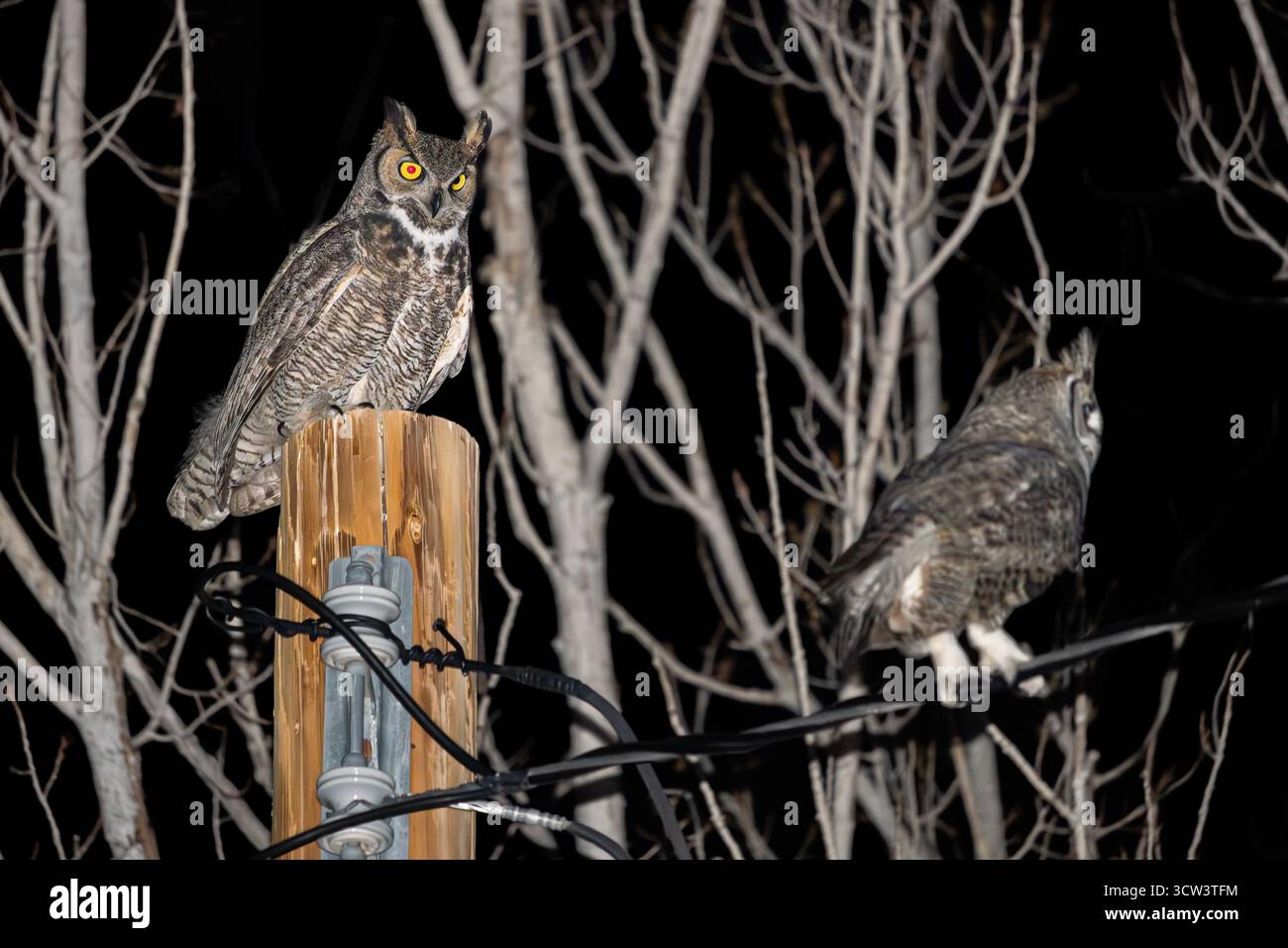 Un grand hibou à cornes adulte et juvénile à la recherche d'une collation de minuit dans mon jardin. Banque D'Images