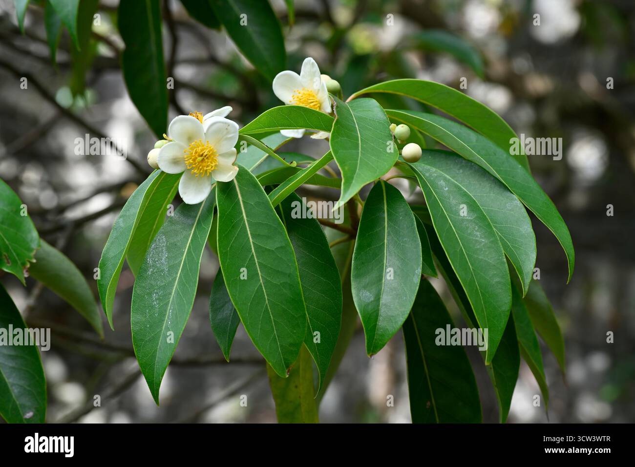 Fleurs d'été blanches et étamines jaunes d'arbuste à feuilles persistantes ou d'arbre Schima argentea UK jardin septembre Banque D'Images Fleurs d'été blanches et étamines jaunes d'arbuste à feuilles persistantes ou d'arbre Schima argentea UK jardin septembre Banque D'Images