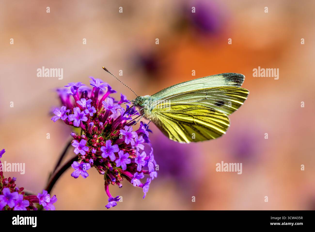 Gros plan de papillons jaunes nourris de fleurs violettes éclatantes à la lumière naturelle du soleil Banque D'Images