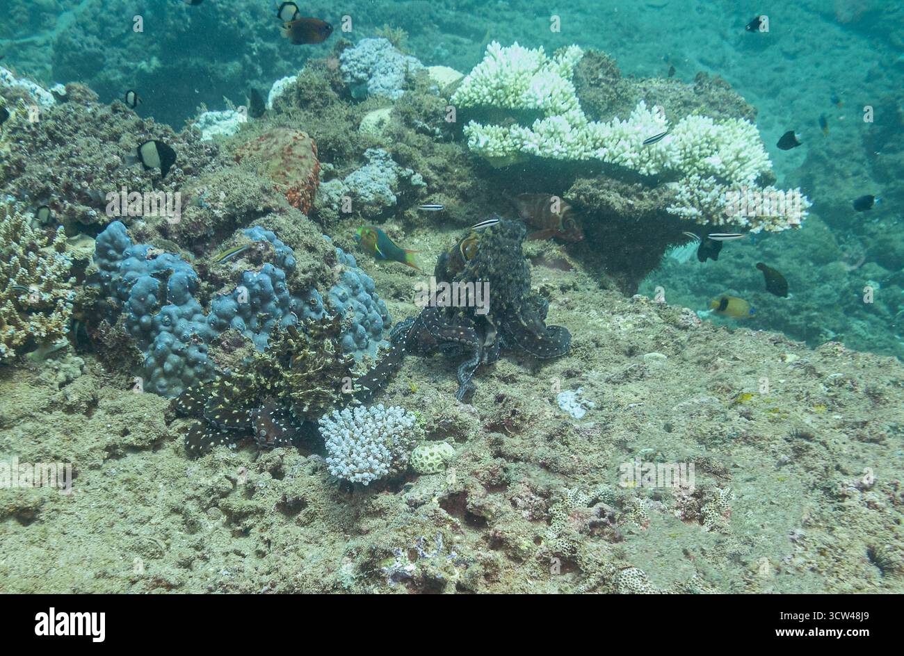 Deux pieuvres s'accouplant sur le corail, récif de Ningaloo, Australie occidentale, Australie Banque D'Images
