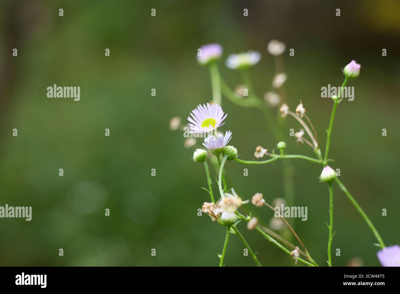 Délicates fleurs annuelles fleabane avec des pétales violets clairs et des centres jaunes fleurissent dans une prairie verte sur un fond naturel doux et flou. Banque D'Images