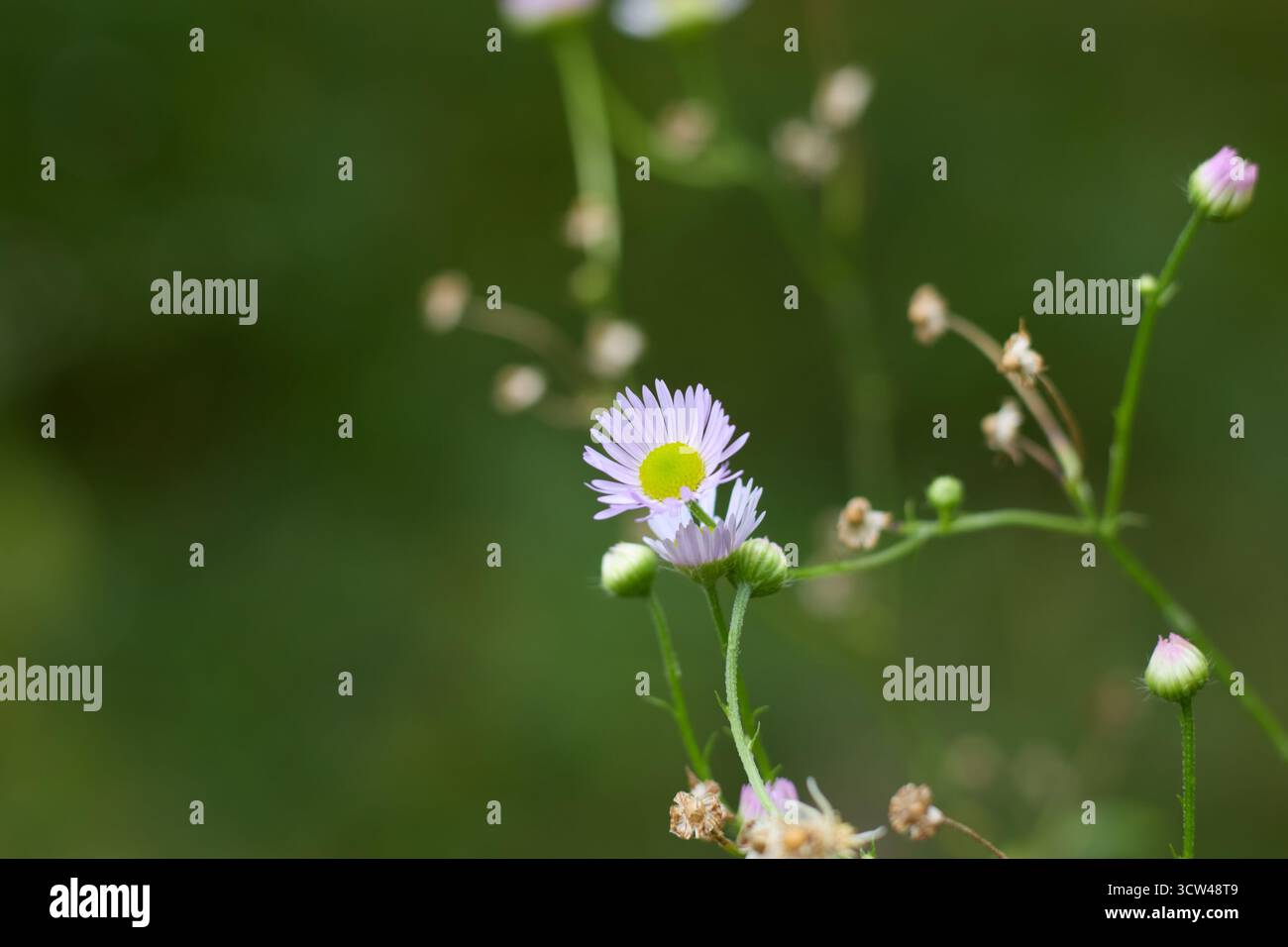 Plan macro d'une délicate fleur annuelle fleabane avec un centre jaune et de délicats pétales dans un cadre naturel, vue rapprochée. Banque D'Images