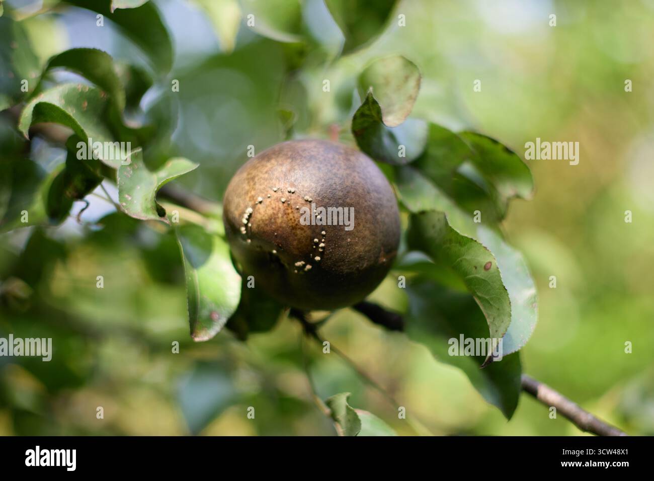 Gros plan d'une poire affectée par la pourriture brune, montrant des spores fongiques visibles et des dommages sur le fruit, entourée de feuilles vertes sur la branche de l'arbre. Banque D'Images