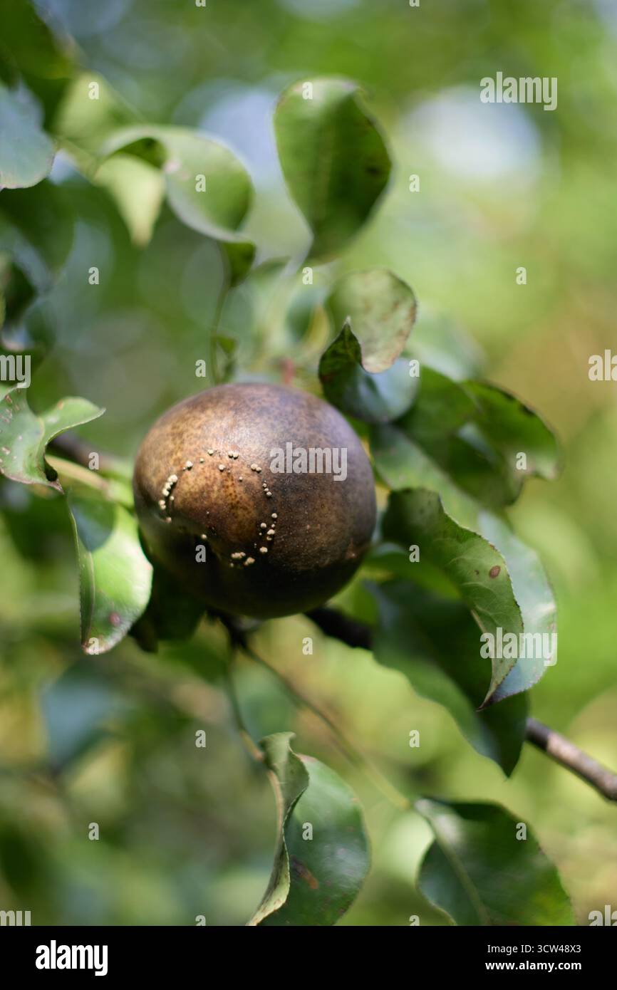Gros plan d'une poire affectée par la maladie de la pourriture brune accrochée à une branche d'arbre, avec des feuilles vertes et un fond flou à la lumière du jour. Banque D'Images