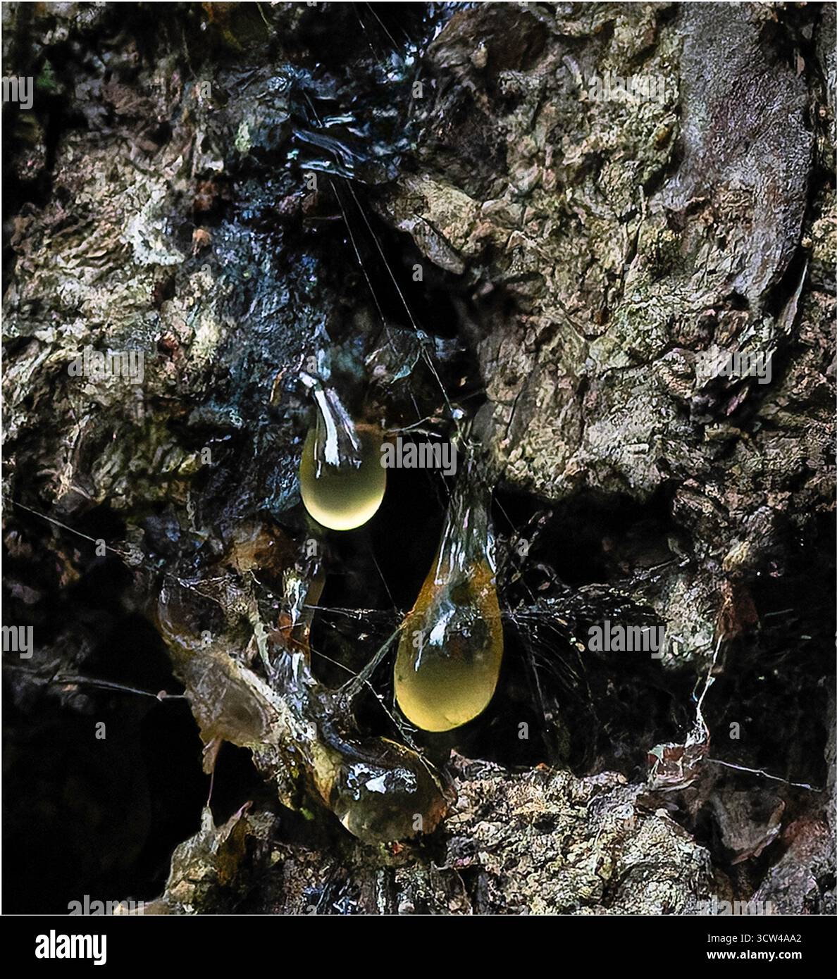 Gros plan de gouttelettes de sève dorée d'arbre suintant de l'écorce texturée, montrant le processus naturel de guérison et la formation de résine dans les arbres. Banque D'Images