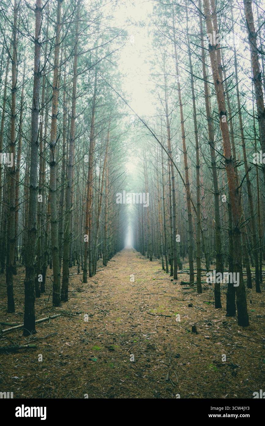 De grands arbres bordent un chemin étroit dans une forêt dense, avec un brouillard mystérieux remplissant l'espace, créant une atmosphère enchanteresse dans la lumière du matin. Banque D'Images