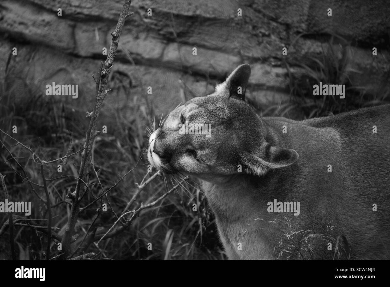Un lion de montagne renifle une branche dans son habitat naturel. La scène capture la beauté de la faune dans un cadre serein noir et blanc. Banque D'Images