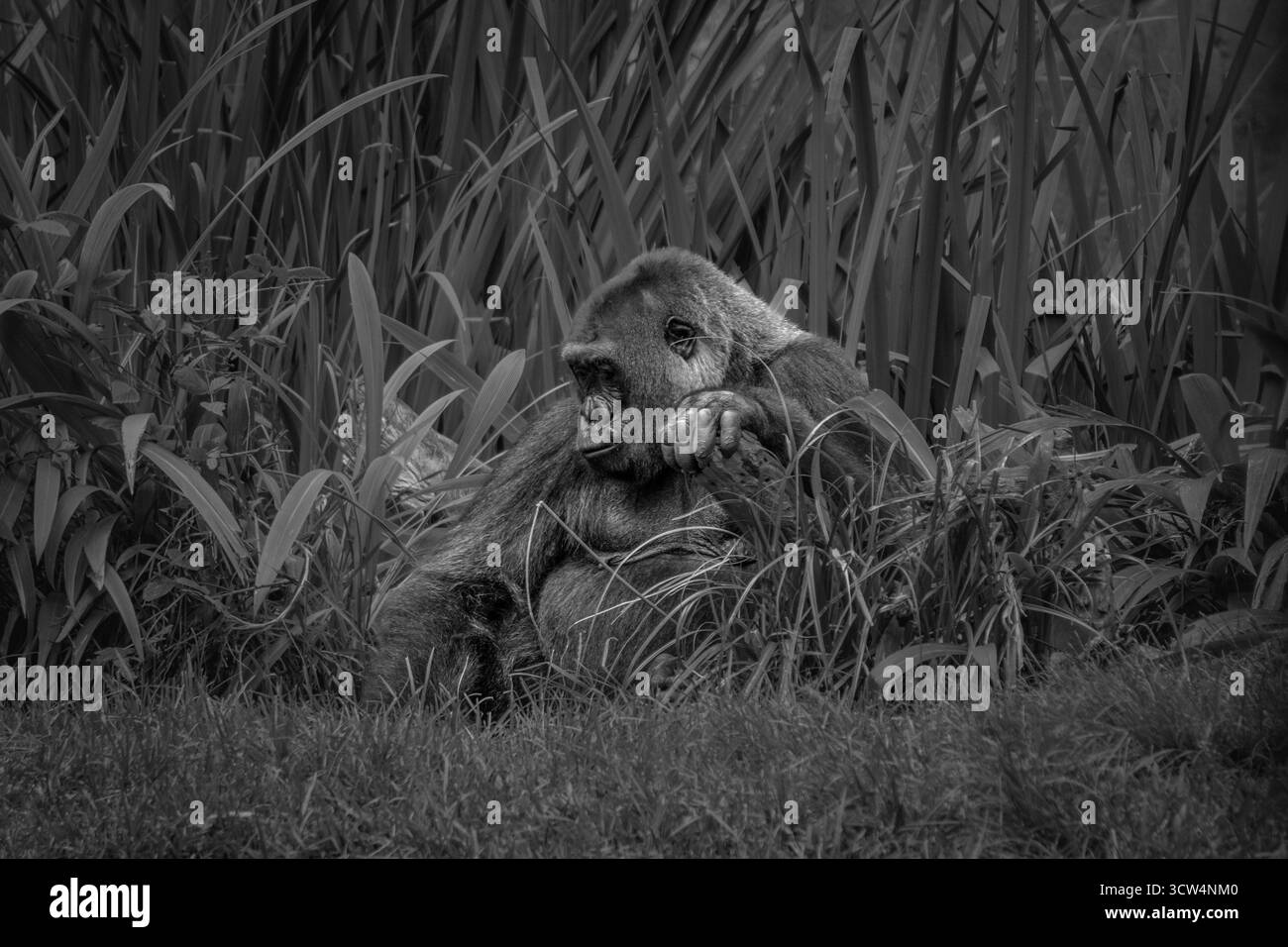 Un gorille se trouve paisiblement au milieu des hautes herbes, profitant d'un moment de sérénité dans son habitat naturel pendant la journée. Banque D'Images
