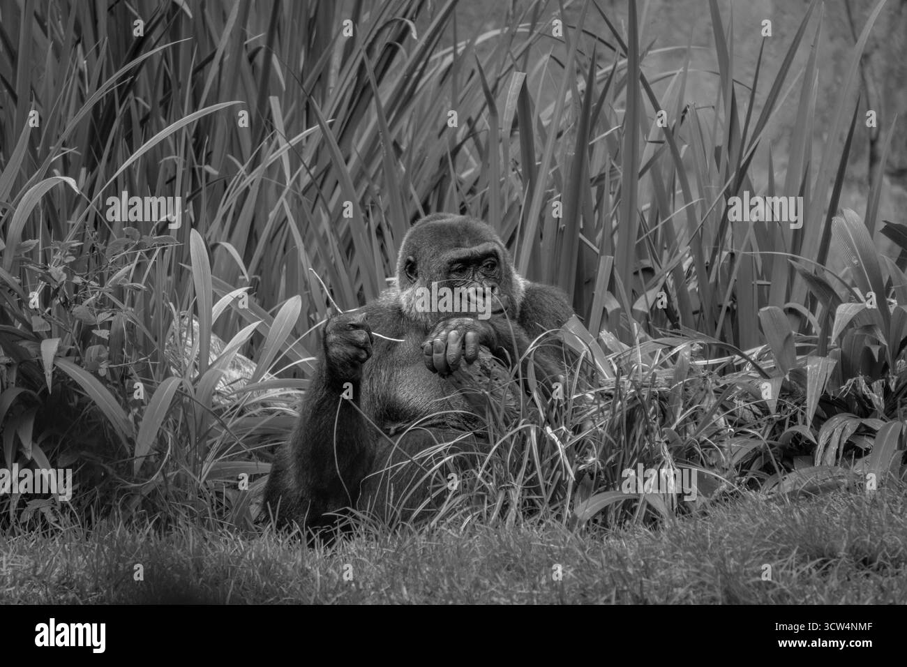 Un gorille est assis calmement parmi les hautes herbes et les plantes vibrantes, profitant d'un moment de paix dans un cadre d'habitat naturel. Banque D'Images