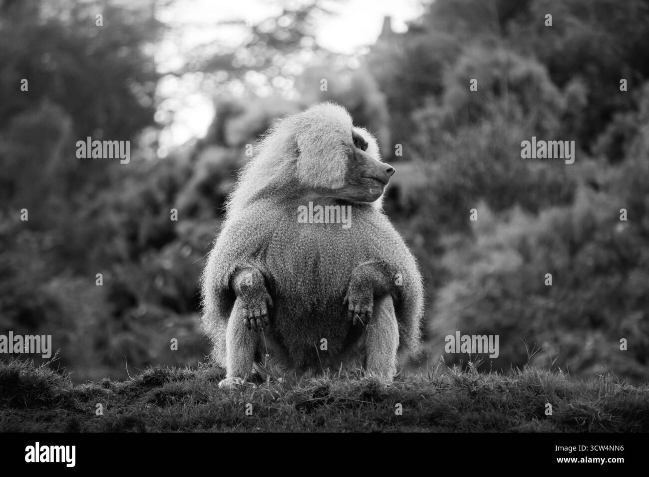Un groupe de babouins se détend sur une zone herbeuse entourée d'arbres sous la lumière du soleil. Ils affichent des interactions ludiques et un comportement social. Banque D'Images