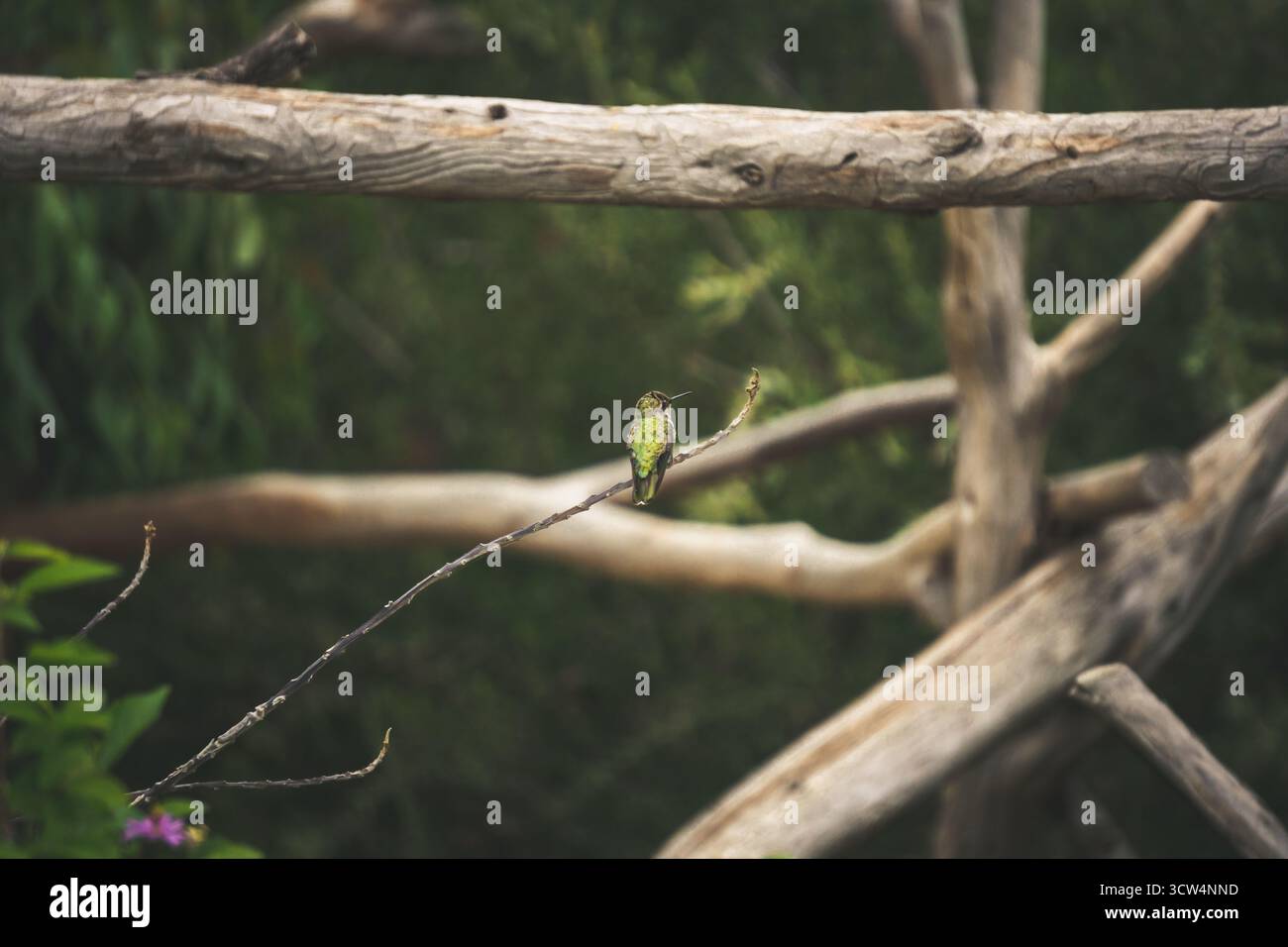 Un colibri vert vif repose sur une branche entourée de verdure vibrante. Le cadre est paisible, mettant en valeur la beauté de la nature pendant la journée. Banque D'Images
