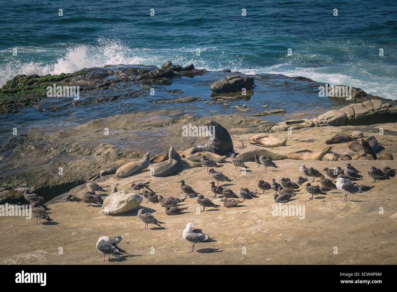 Les phoques se prélassent sur les rochers chauds tandis que les mouettes explorent à proximité, entourés par les doux sons des vagues de l'océan sous un ciel clair par une journée ensoleillée. Banque D'Images