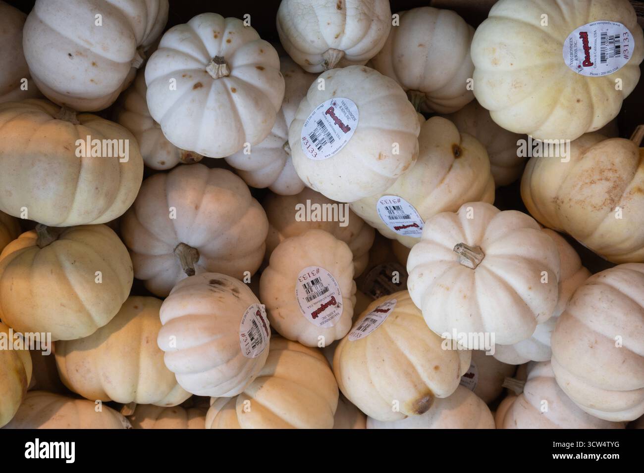 Davis, CALIFORNIE, États-Unis. 21 septembre 2025. Citrouilles miniatures blanches exposées en vrac dans une épicerie. Banque D'Images