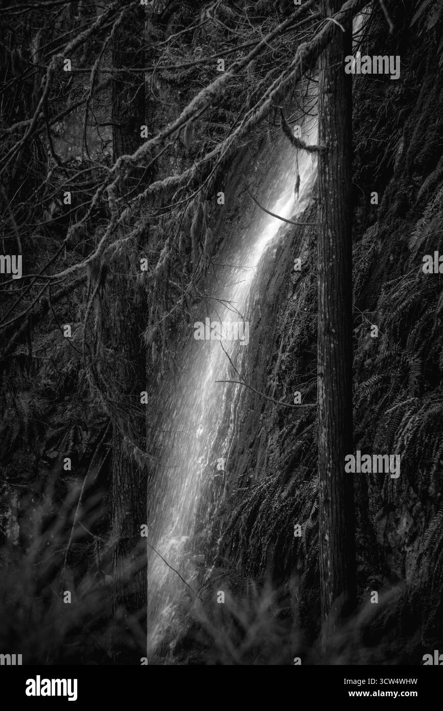 Une petite cascade coule le long des rochers, entourée par un feuillage forestier dense et sombre. Les arbres encadrent la scène, ajoutant à la beauté sereine de la nature sauvage Banque D'Images