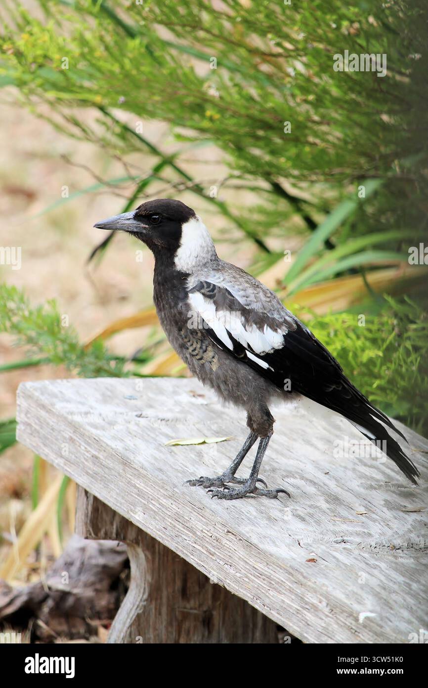Magpie australienne juvénile sauvage (Cracticus tibicen), Australie méridionale Banque D'Images