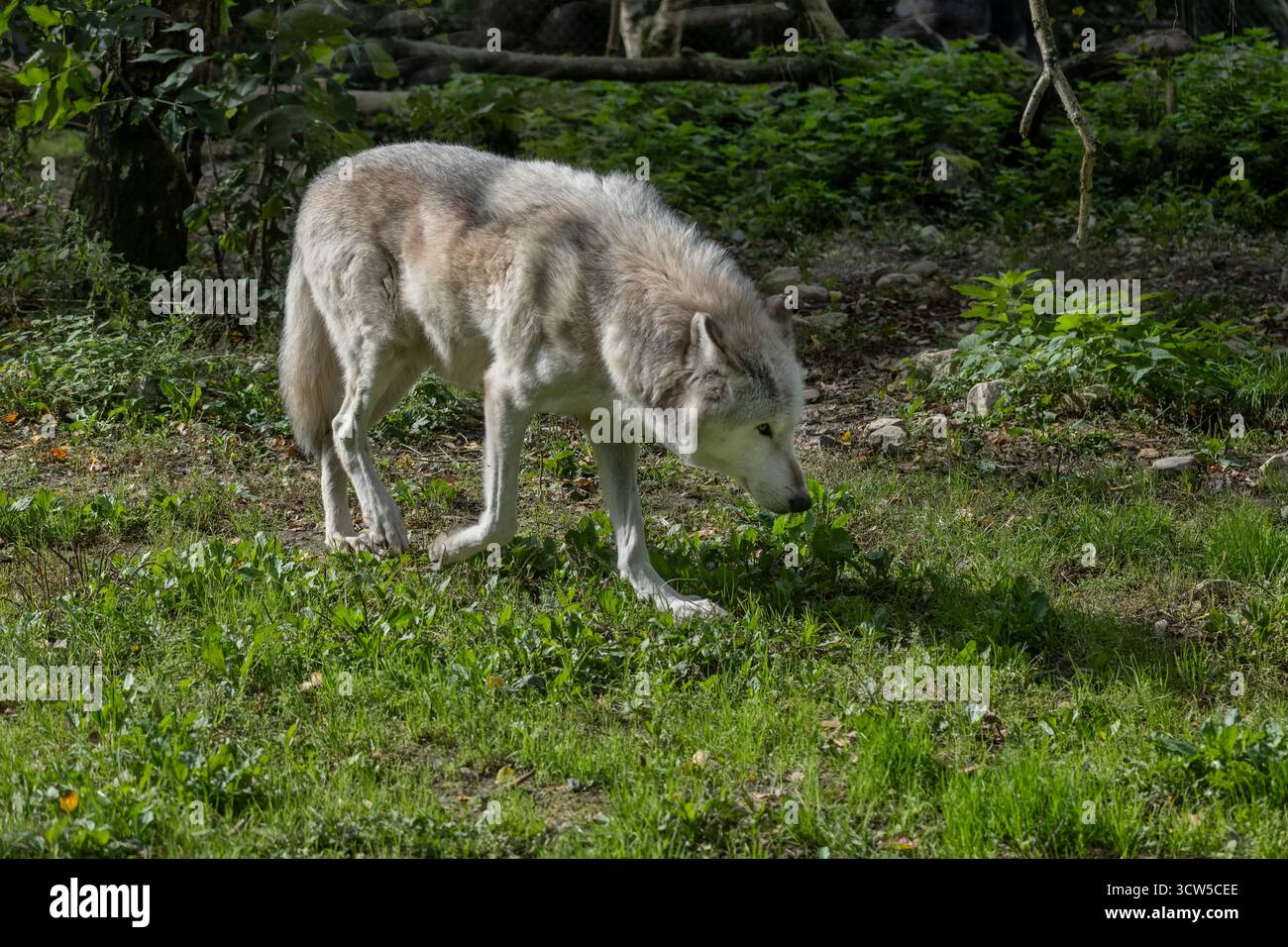 Loup du nord-ouest (Canis lupus occidentalis), également connu sous le nom de loup de la vallée du Mackenzie, loup des bois d'Alaska ou du Canada, canin de la famille des Canidae, nati Banque D'Images