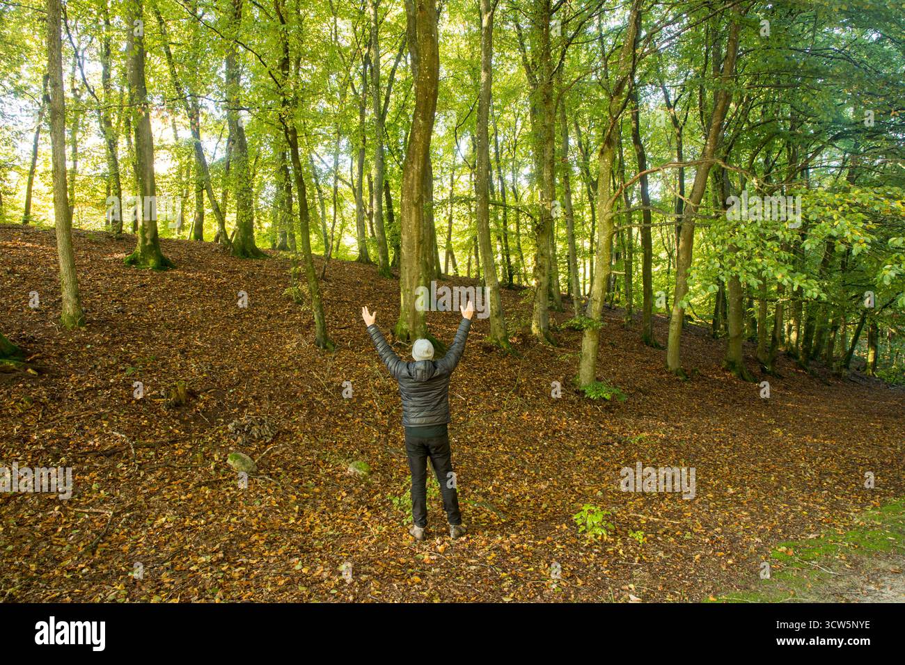 Homme avec les bras dans l'air vers la forêt verte montrant l'amour pour la nature, l'homme aime la nature, l'homme debout devant og grande belle forêt Banque D'Images