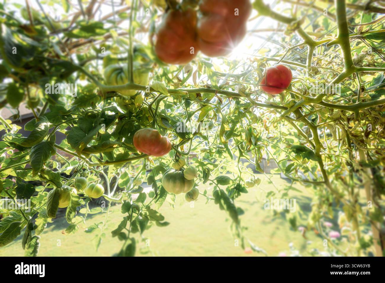Tomates rouges et vertes suspendues sur la vigne avec le soleil brille à travers Banque D'Images