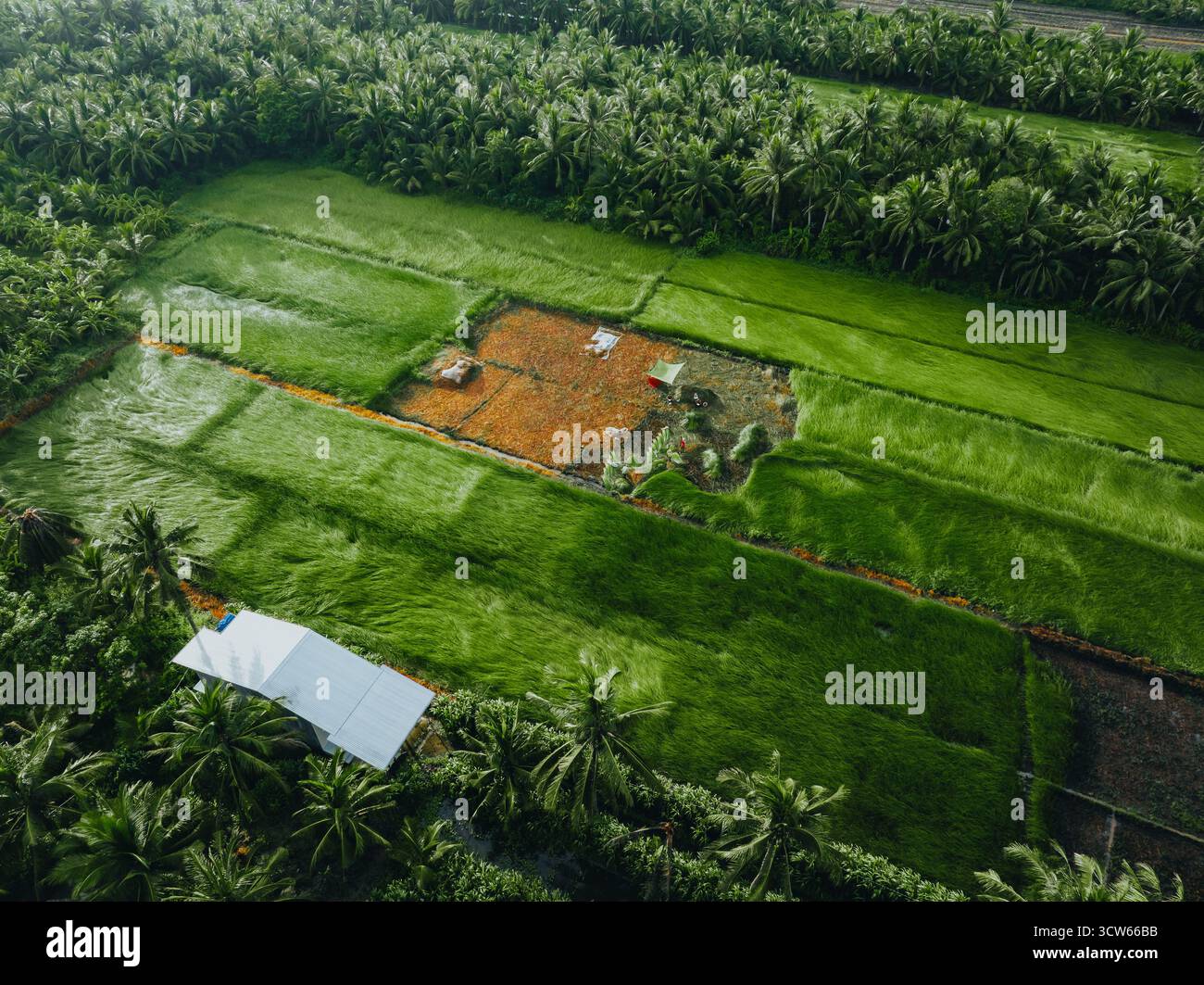 Vue aérienne d'un champ de sedge luxuriant à Tra Vinh, Vietnam, entouré de cocotiers. Les agriculteurs récoltent et regroupent des plants de calier sous un soleil chaud Banque D'Images Vue aérienne d'un champ de sedge luxuriant à Tra Vinh, Vietnam, entouré de cocotiers. Les agriculteurs récoltent et regroupent des plants de calier sous un soleil chaud Banque D'Images
