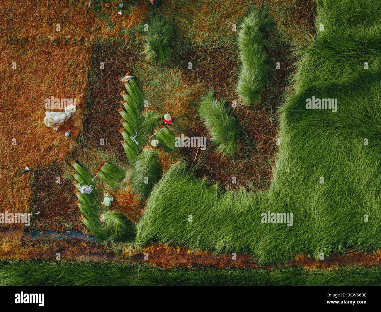 Vue aérienne d'un champ de sedge luxuriant à Tra Vinh, Vietnam, entouré de cocotiers. Les agriculteurs récoltent et regroupent des plants de calier sous un soleil chaud Banque D'Images Vue aérienne d'un champ de sedge luxuriant à Tra Vinh, Vietnam, entouré de cocotiers. Les agriculteurs récoltent et regroupent des plants de calier sous un soleil chaud Banque D'Images