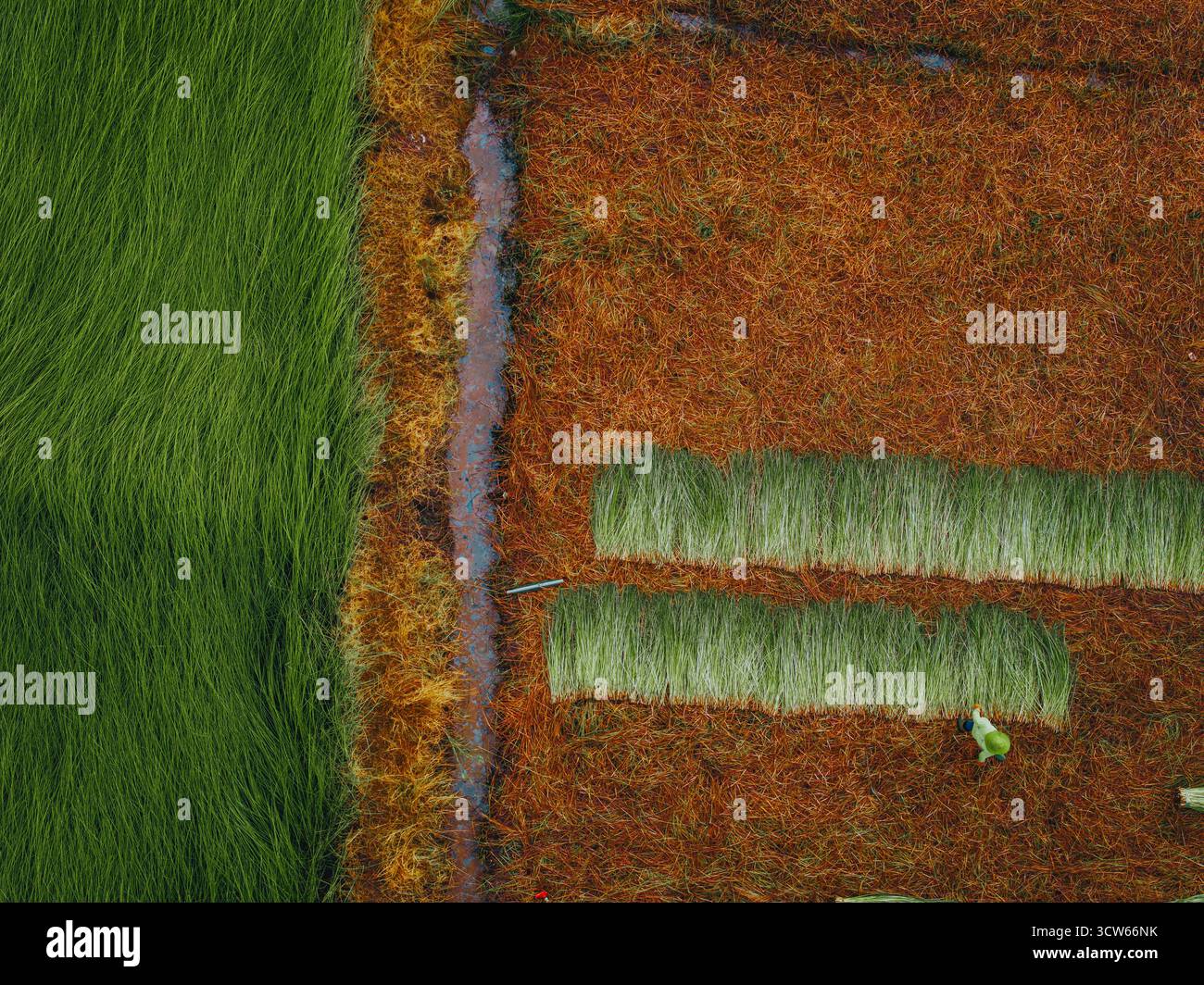 Vue aérienne d'un champ de sedge luxuriant à Tra Vinh, Vietnam, entouré de cocotiers. Les agriculteurs récoltent et regroupent des plants de calier sous un soleil chaud Banque D'Images Vue aérienne d'un champ de sedge luxuriant à Tra Vinh, Vietnam, entouré de cocotiers. Les agriculteurs récoltent et regroupent des plants de calier sous un soleil chaud Banque D'Images