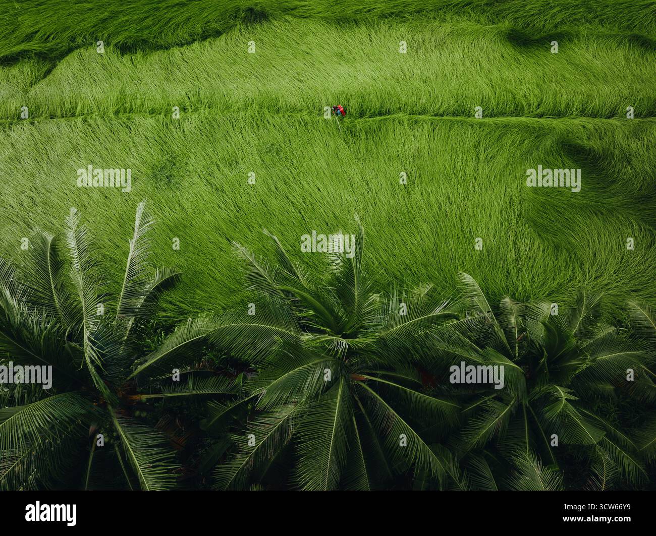 Vue aérienne d'un champ de sedge luxuriant à Tra Vinh, Vietnam, entouré de cocotiers. Les agriculteurs récoltent et regroupent des plants de calier sous un soleil chaud Banque D'Images Vue aérienne d'un champ de sedge luxuriant à Tra Vinh, Vietnam, entouré de cocotiers. Les agriculteurs récoltent et regroupent des plants de calier sous un soleil chaud Banque D'Images