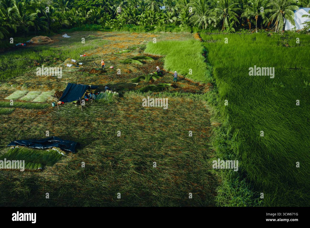 Vue aérienne d'un champ de sedge luxuriant à Tra Vinh, Vietnam, entouré de cocotiers. Les agriculteurs récoltent et regroupent des plants de calier sous un soleil chaud Banque D'Images Vue aérienne d'un champ de sedge luxuriant à Tra Vinh, Vietnam, entouré de cocotiers. Les agriculteurs récoltent et regroupent des plants de calier sous un soleil chaud Banque D'Images