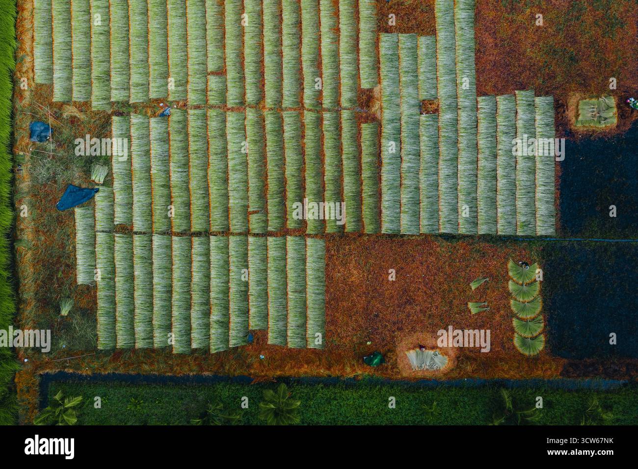 Vue aérienne d'un champ de sedge luxuriant à Tra Vinh, Vietnam, entouré de cocotiers. Les agriculteurs récoltent et regroupent des plants de calier sous un soleil chaud Banque D'Images Vue aérienne d'un champ de sedge luxuriant à Tra Vinh, Vietnam, entouré de cocotiers. Les agriculteurs récoltent et regroupent des plants de calier sous un soleil chaud Banque D'Images