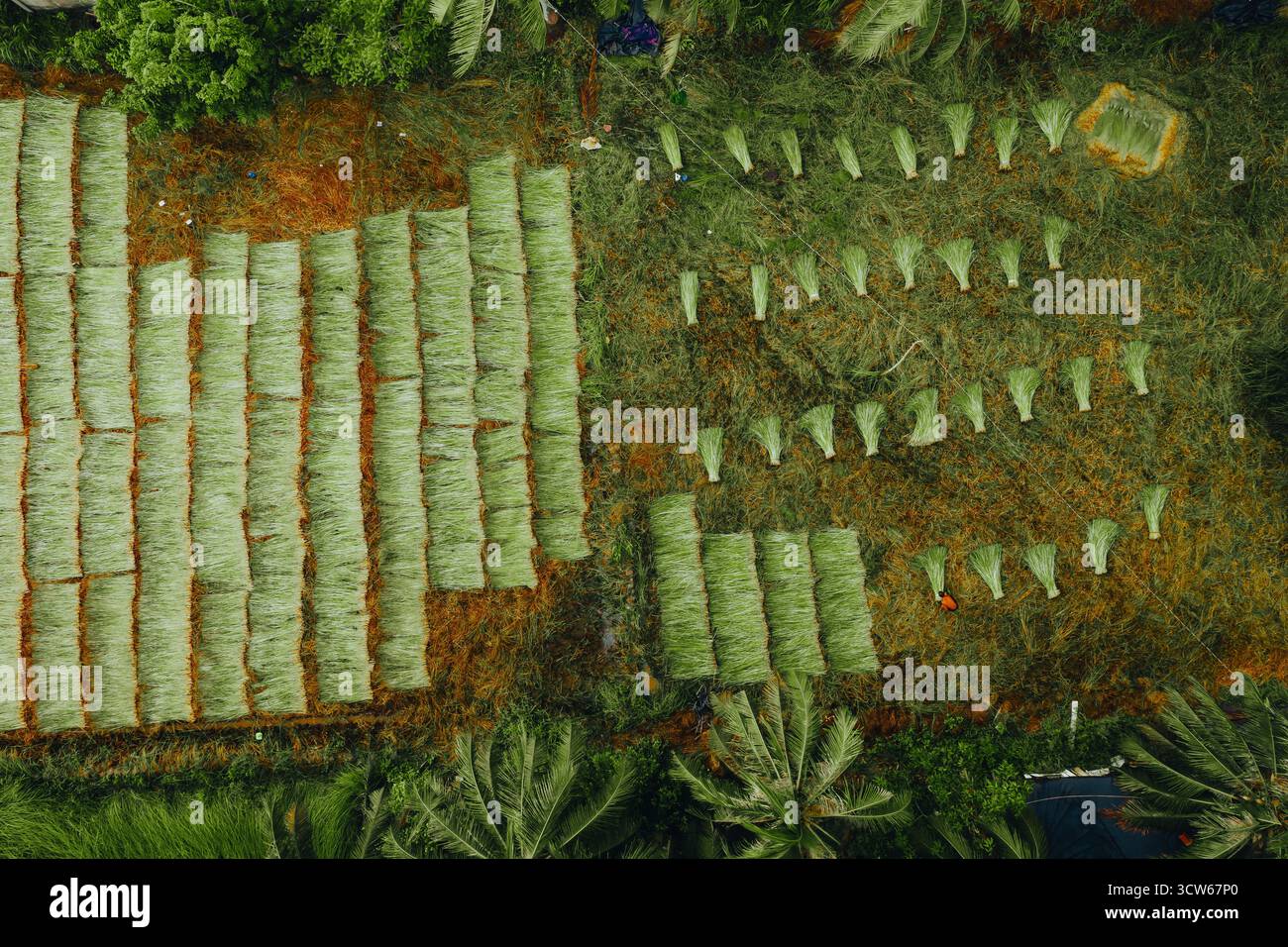 Vue aérienne d'un champ de sedge luxuriant à Tra Vinh, Vietnam, entouré de cocotiers. Les agriculteurs récoltent et regroupent des plants de calier sous un soleil chaud Banque D'Images Vue aérienne d'un champ de sedge luxuriant à Tra Vinh, Vietnam, entouré de cocotiers. Les agriculteurs récoltent et regroupent des plants de calier sous un soleil chaud Banque D'Images
