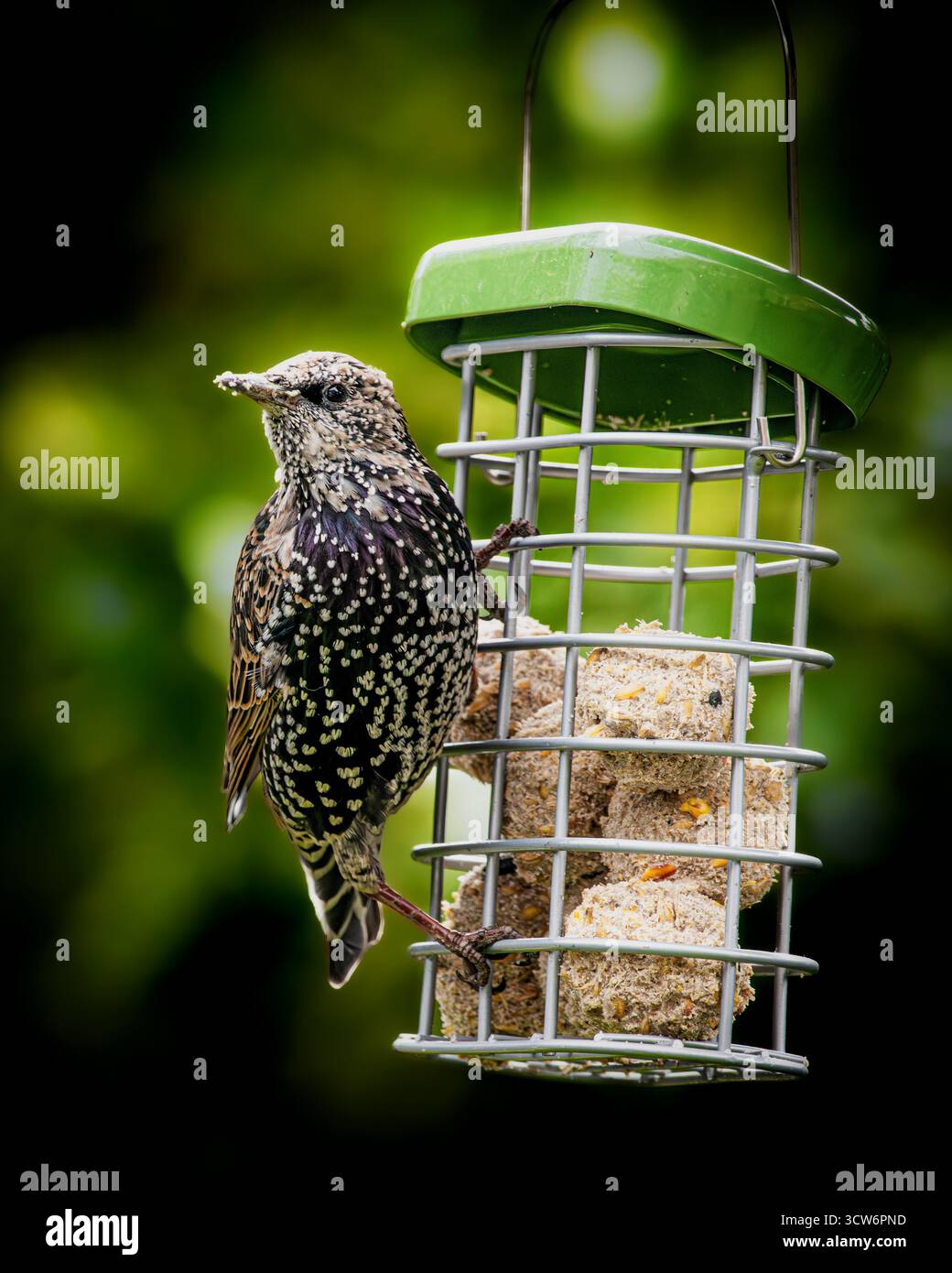 Starling sur le convoyeur d'alimentation Banque D'Images
