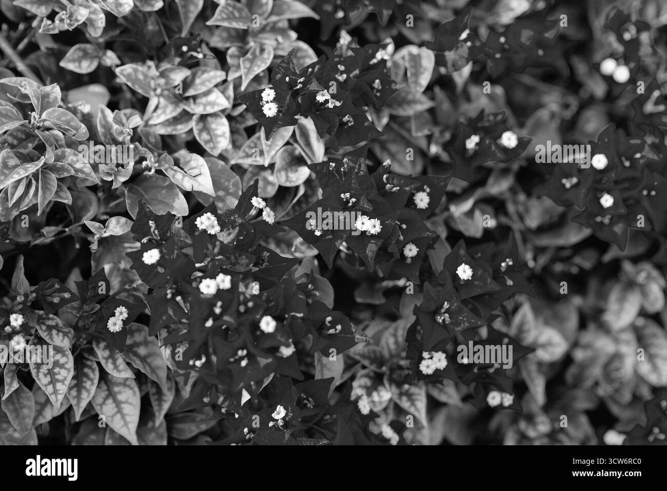 Fleur lumineuse de bougainvilliers dans la nature. Plante à fleurs. Fond de nature fleurie. Macro de plante à fleurs. Bougainvilliers violets exotiques Banque D'Images