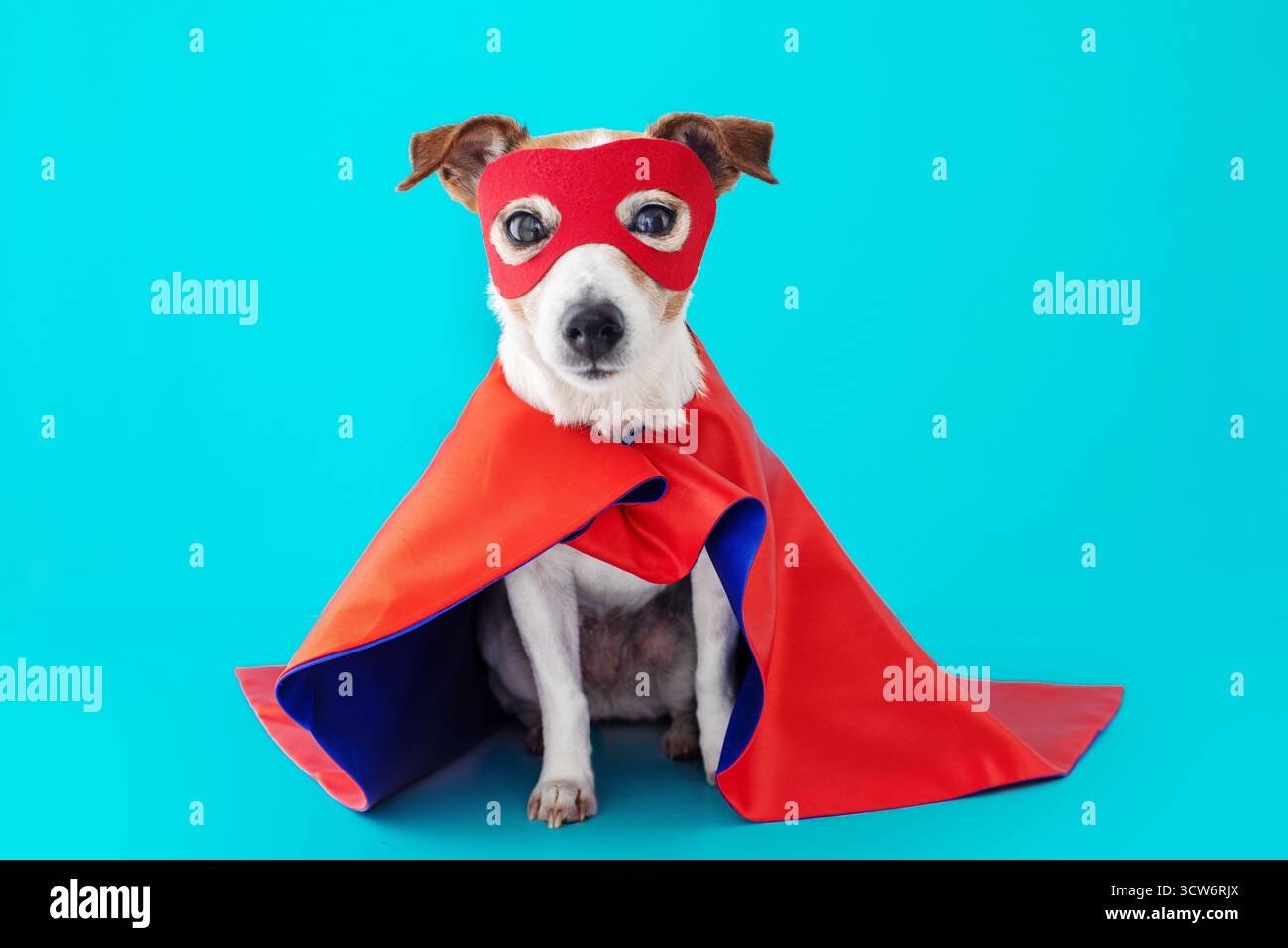 Jack russell terrier chiot habillé comme un super-héros drôle, portant un masque rouge et une cape, assis obéissant tout en regardant directement la caméra sur une vib Banque D'Images