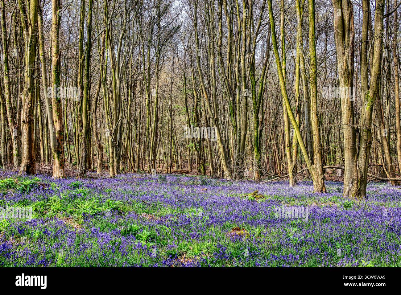 Bluebell Woods dans le Hampshire Banque D'Images