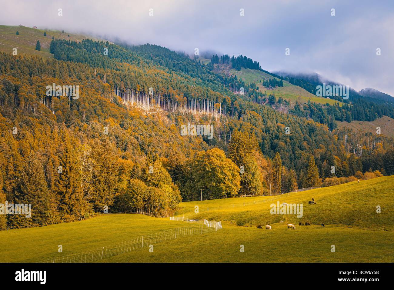Photographie de paysage de la région d'Appenzell en Suisse, prise au début de l'automne. Collines ondulantes et doux tons bruns et dorés se mélangent harmonieusement Banque D'Images