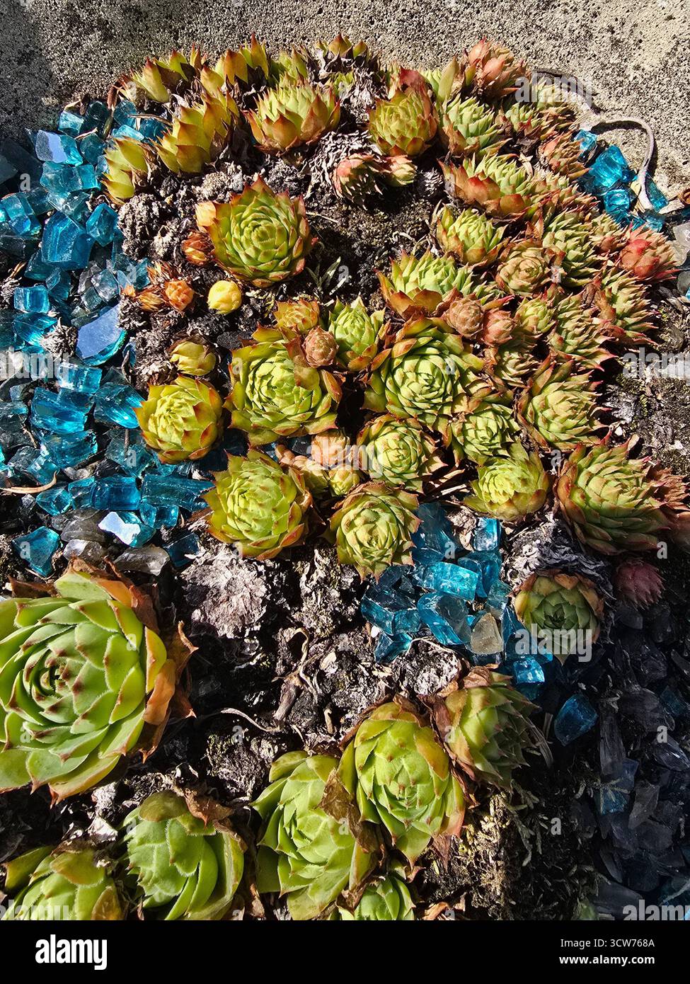 Succulents et gemmes - Image de stock capturée avec un smartphone